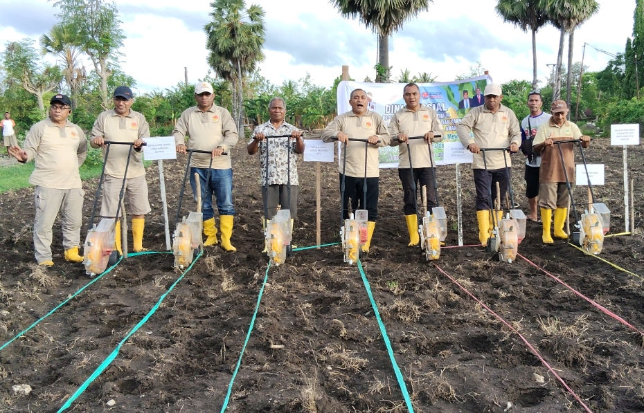 Kolaborasi Dinas Sosial dan Dinas Pertanian NTT Gelar Penanaman Jagung Serentak di Lahan 5 Hektare untuk Perkuat Ketahanan Pangan Daerah