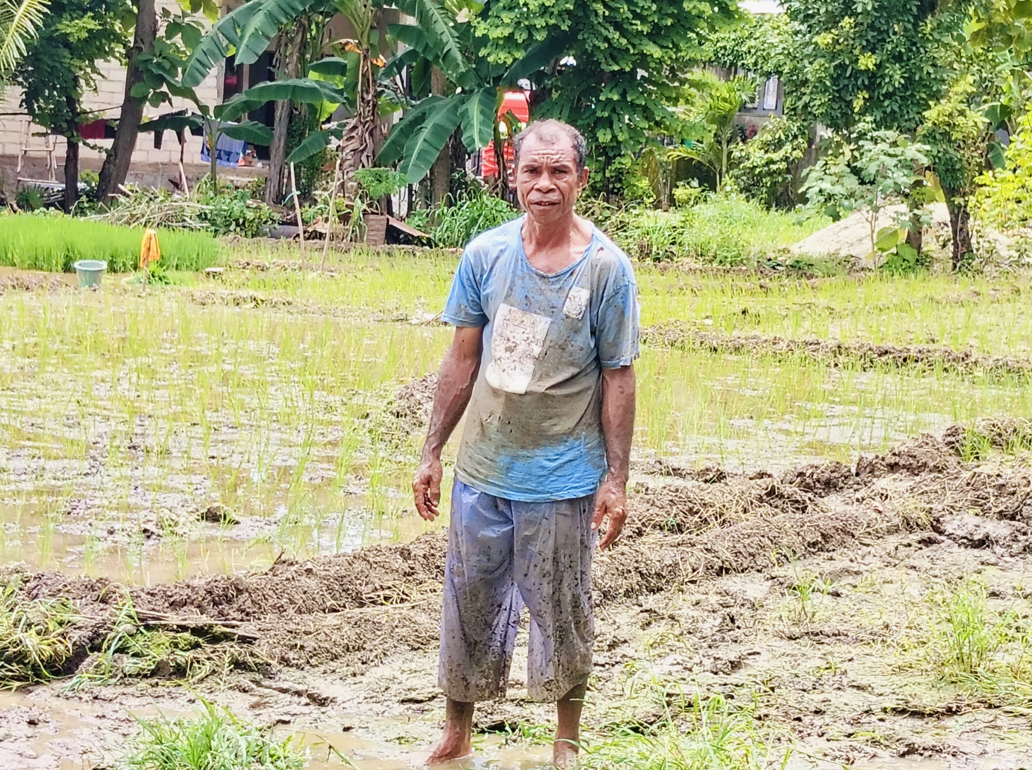 Dukung Ketahanan Pangan Keluarga, Masyarakat RT 011, Kelurahan Maulafa Manfaatkan Lahan Untuk Tanam Padi di Maulafa