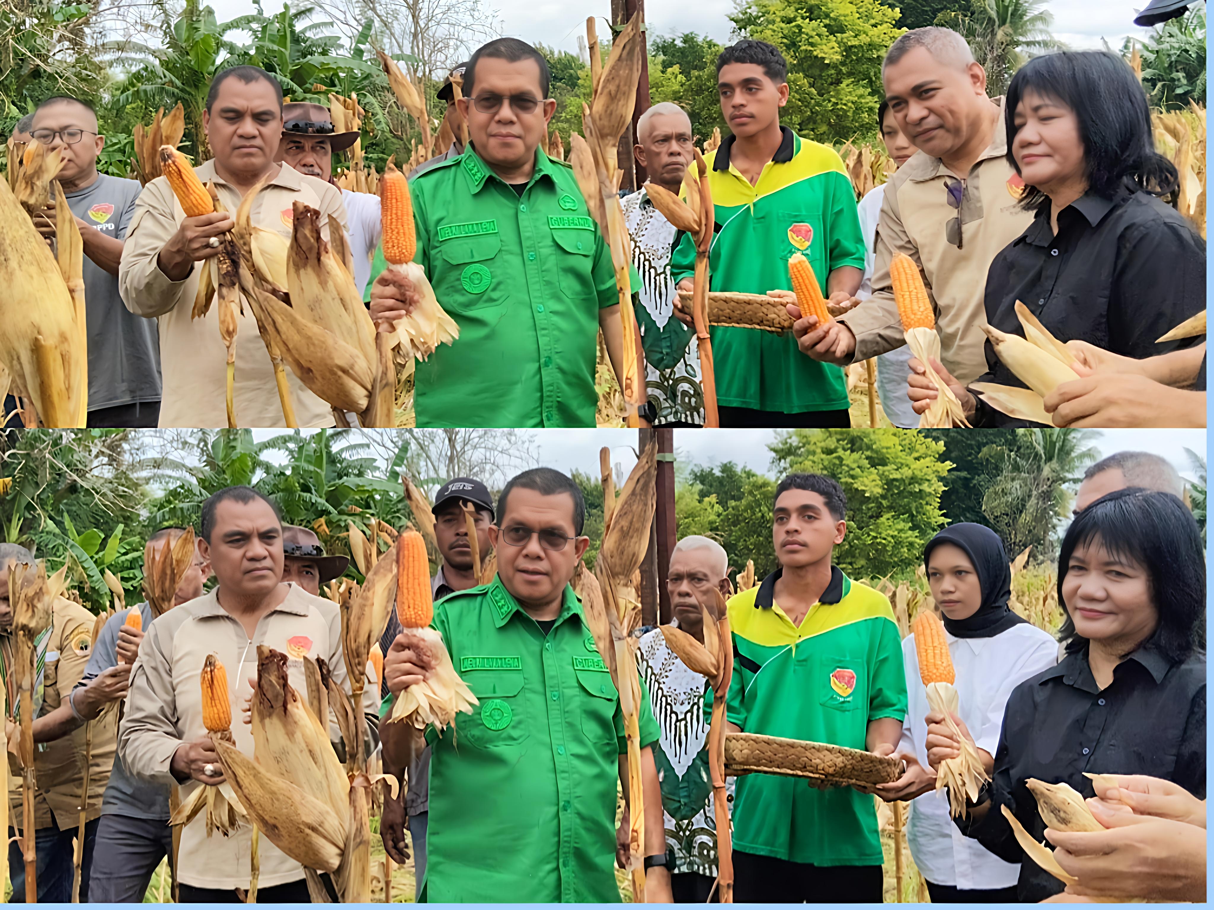 Perkuat Ketahanan Pangan, Gubernur NTT Panen Raya Jagung di UPTD Kesos Tuna Netra dan Karya Wanita