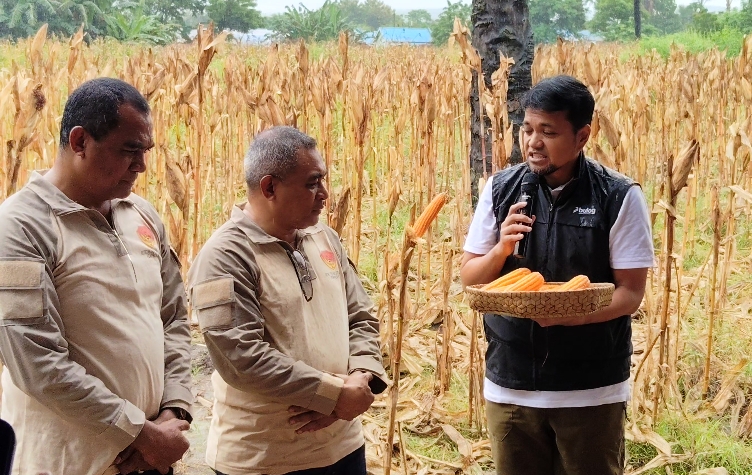 Perum Bulog NTT Siap Serap Jagung dan Padi Petani, Harga Kompetitif Dukung Kesejahteraan Masyarakat