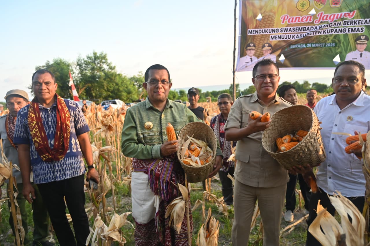 Panen Raya Jagung di Amarasi Selatan, Gubernur NTT Dorong Hilirisasi dan Ketahanan Pangan