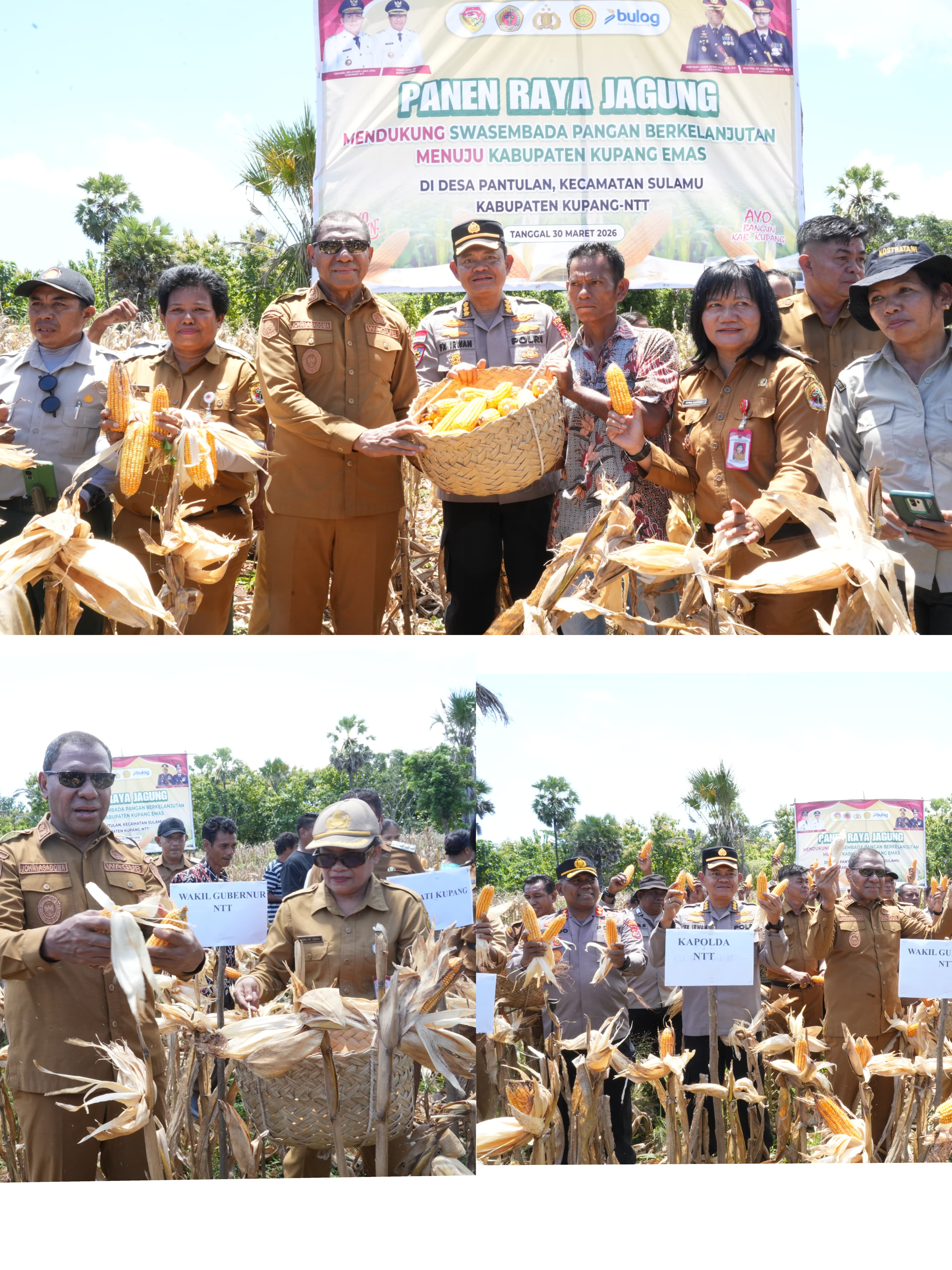 Wagub NTT Hadiri Panen Raya Jagung di Desa Pantulan, Kabupaten Kupang, Bukti Nyata Dukung Swasembada Pangan 
