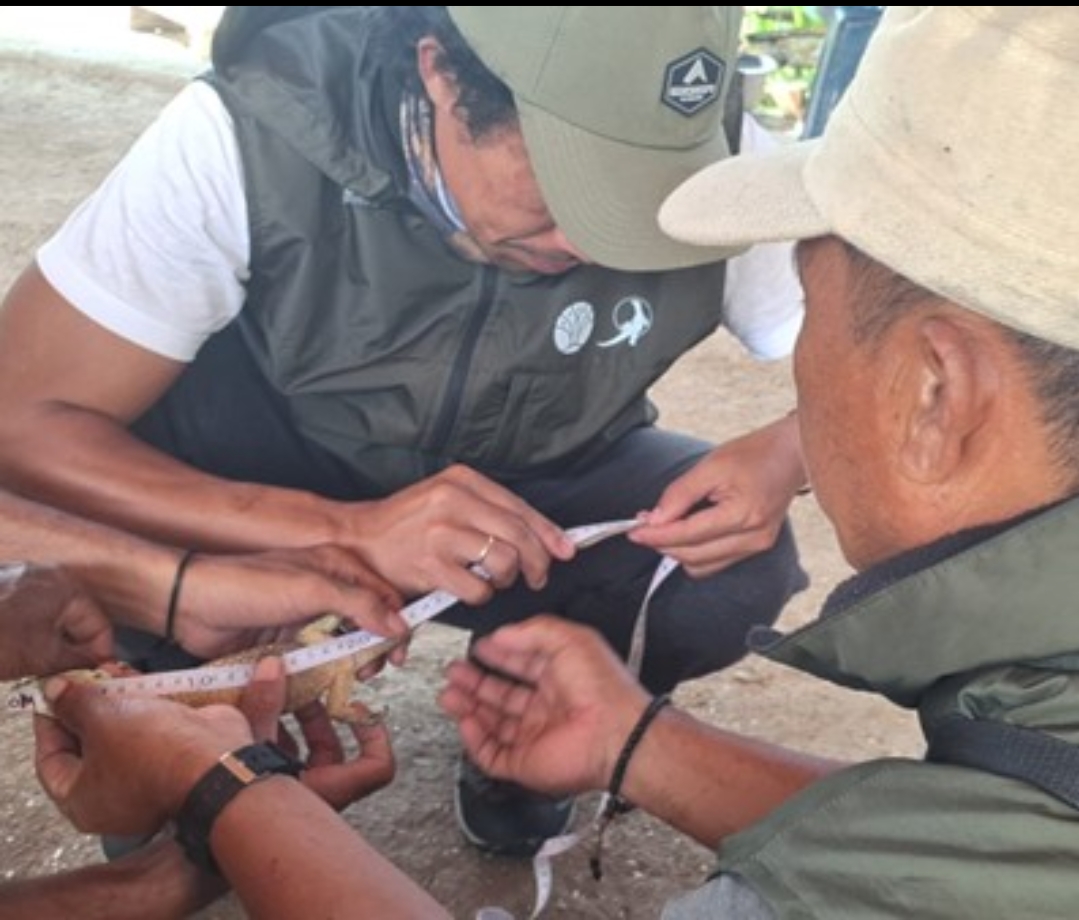 BBKSDA NTT Tangani Anakan Komodo yang Masuk Pondok Warga di Manggarai Timur